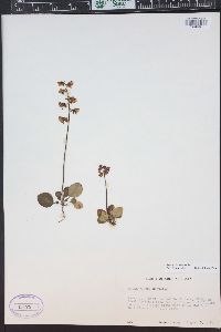 Pyrola chlorantha image