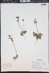 Pyrola chlorantha image