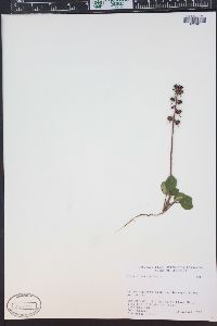 Pyrola chlorantha image