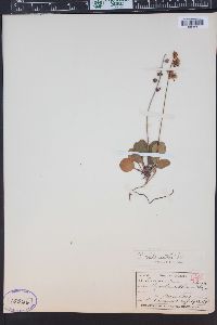 Pyrola chlorantha image