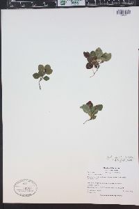 Pyrola minor image