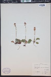 Pyrola minor image