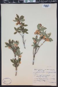 Rhododendron albiflorum image