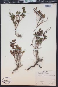 Vaccinium myrtillus image