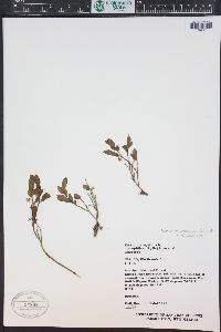 Vaccinium scoparium image