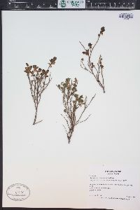 Vaccinium scoparium image