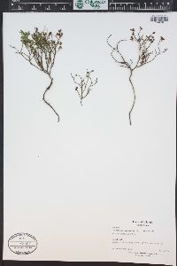 Vaccinium scoparium image