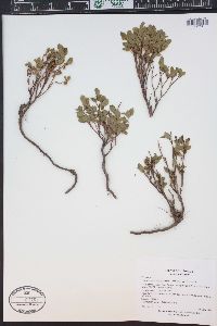 Vaccinium scoparium image