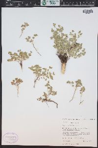 Euphorbia fendleri image