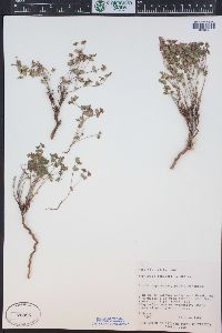 Euphorbia fendleri image