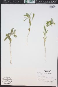 Croton texensis image