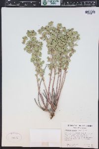 Euphorbia brachycera image