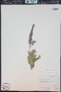 Amorpha canescens image