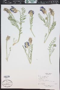 Astragalus laxmannii var. robustior image