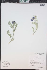 Astragalus laxmannii var. robustior image