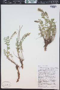 Astragalus laxmannii var. robustior image