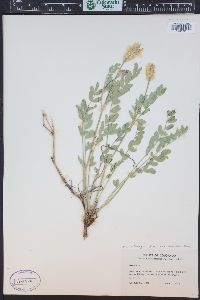 Astragalus laxmannii image