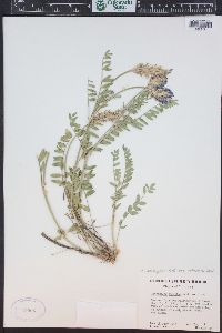 Astragalus laxmannii image