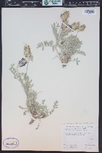 Astragalus laxmannii var. robustior image