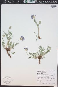 Astragalus laxmannii var. robustior image