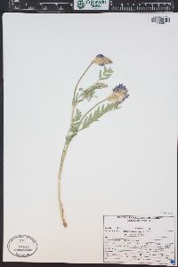 Astragalus laxmannii var. robustior image