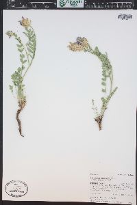 Astragalus laxmannii var. robustior image