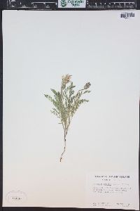 Astragalus agrestis image