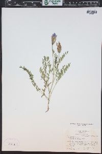 Astragalus agrestis image