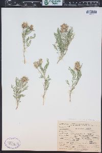 Astragalus agrestis image