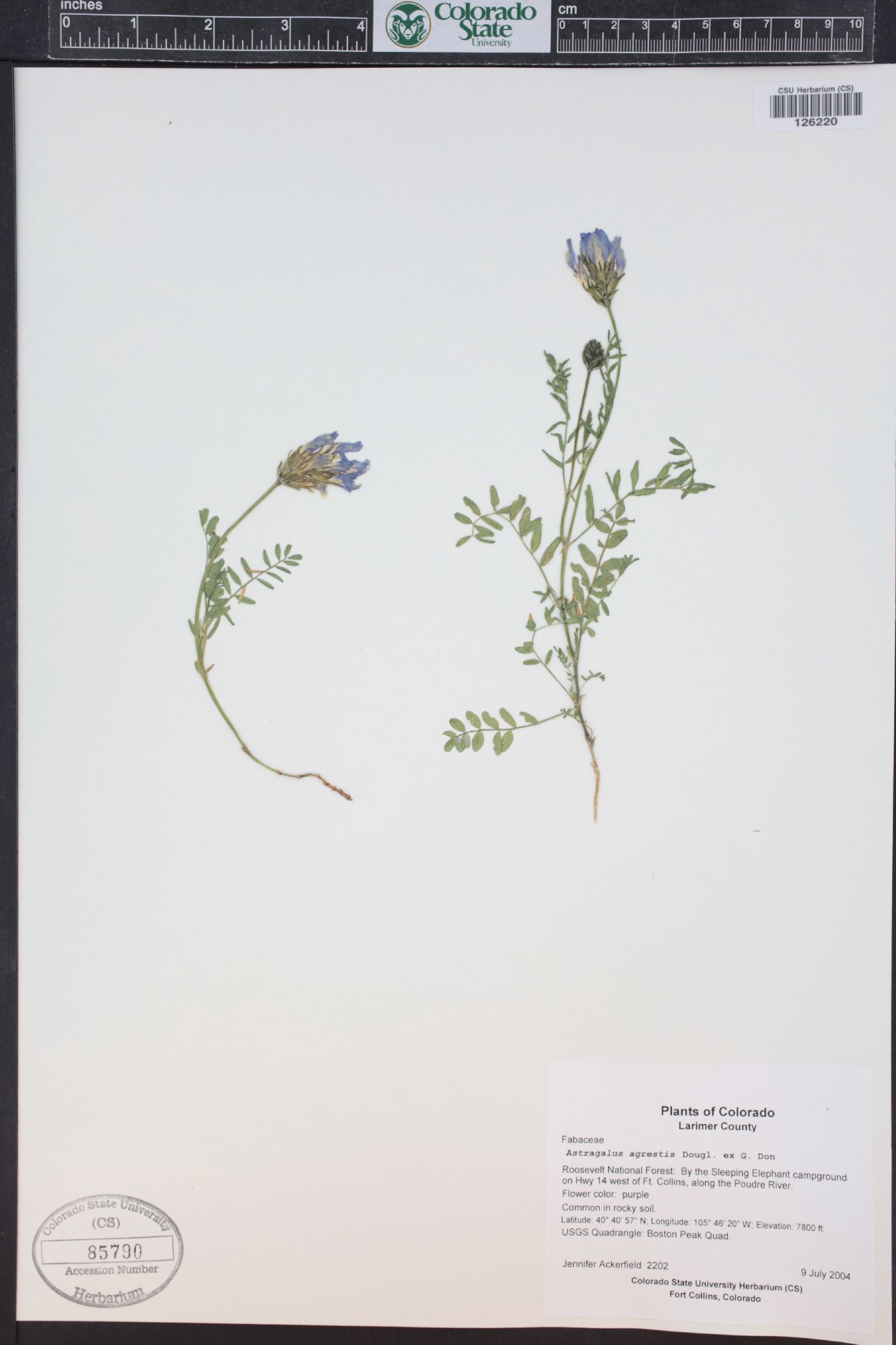 Astragalus agrestis image