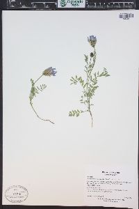 Astragalus agrestis image