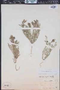 Astragalus agrestis image