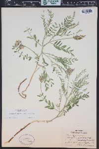 Astragalus agrestis image