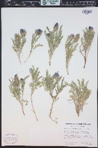 Astragalus agrestis image