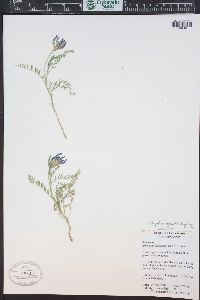 Astragalus agrestis image