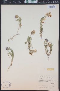 Astragalus agrestis image