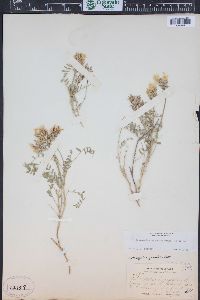 Astragalus agrestis image