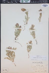 Astragalus agrestis image