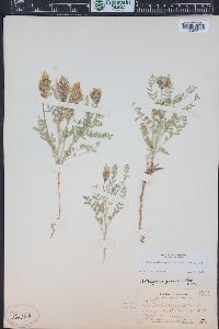 Astragalus agrestis image