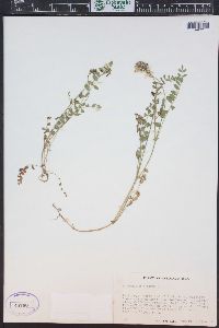 Astragalus alpinus image