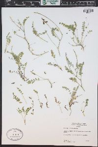 Astragalus alpinus image