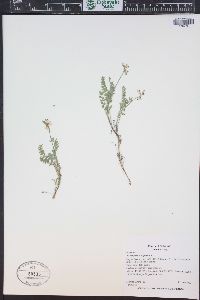 Astragalus alpinus image