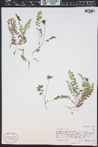 Astragalus alpinus image