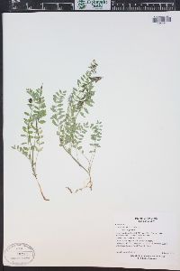 Astragalus alpinus image