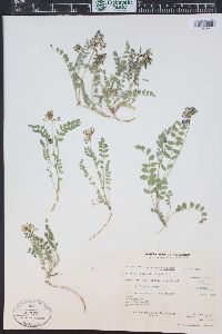 Astragalus alpinus image