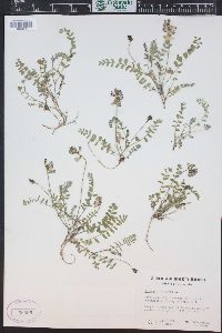 Astragalus alpinus image