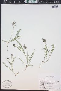 Astragalus alpinus image