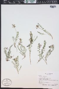 Astragalus alpinus image