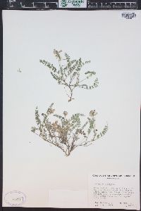 Astragalus alpinus image