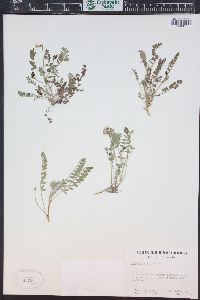 Astragalus alpinus image